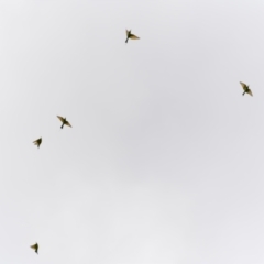 Merops ornatus at Stromlo, ACT - 6 Dec 2022
