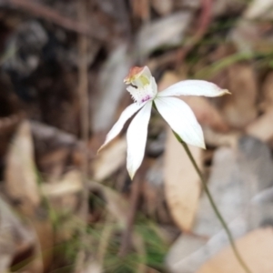 Caladenia moschata at Cotter River, ACT - suppressed