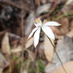 Caladenia moschata (Musky caps) at Cotter River, ACT - 6 Dec 2022 by BethanyDunne