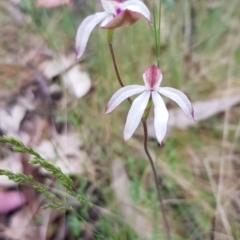 Caladenia moschata (Musky Caps) at Cotter River, ACT - 6 Dec 2022 by BethanyDunne