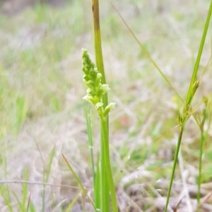 Microtis sp. at Tennent, ACT - suppressed