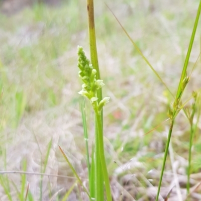 Microtis sp. (Onion Orchid) at Namadgi National Park - 5 Dec 2022 by BethanyDunne
