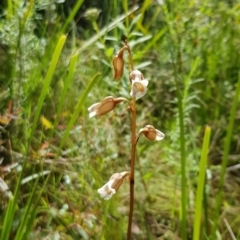 Gastrodia sesamoides (Cinnamon Bells) at Tennent, ACT - 6 Dec 2022 by BethanyDunne