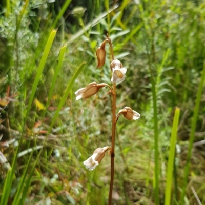 Gastrodia sesamoides (Cinnamon Bells) at Namadgi National Park - 5 Dec 2022 by BethanyDunne