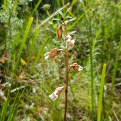 Gastrodia sesamoides (Cinnamon Bells) at Tennent, ACT - 6 Dec 2022 by BethanyDunne