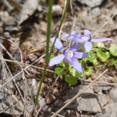 Isotoma fluviatilis subsp. australis (Swamp Isotome) at Block 402 - 6 Dec 2022 by JaneCarter