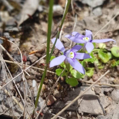 Isotoma fluviatilis subsp. australis (Swamp Isotome) at Block 402 - 6 Dec 2022 by JaneCarter