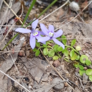 Isotoma fluviatilis subsp. australis at Stromlo, ACT - 6 Dec 2022 11:56 AM