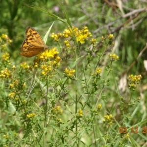 Heteronympha merope at Wallaroo, NSW - 3 Dec 2022