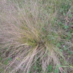 Nassella trichotoma (Serrated Tussock) at Conder, ACT - 1 Dec 2022 by michaelb