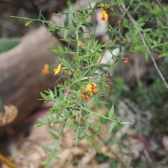 Daviesia ulicifolia subsp. ruscifolia at Cotter River, ACT - 30 Nov 2022