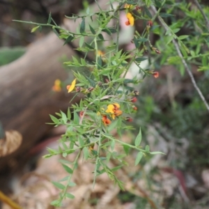 Daviesia ulicifolia subsp. ruscifolia at Cotter River, ACT - 30 Nov 2022