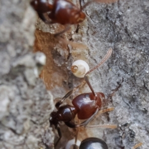 Acrodipsas myrmecophila at suppressed - suppressed