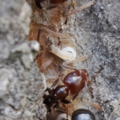 Acrodipsas myrmecophila at suppressed - suppressed