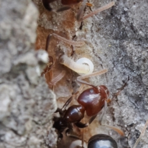 Acrodipsas myrmecophila at suppressed - suppressed