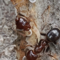 Acrodipsas myrmecophila at suppressed - suppressed