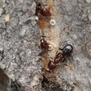 Acrodipsas myrmecophila at suppressed - 3 Dec 2022