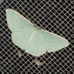 Chlorocoma melocrossa (Cream-fringed Emerald) at O'Connor, ACT - 5 Dec 2022 by ibaird