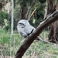 Podargus strigoides (Tawny Frogmouth) at Belconnen, ACT - 6 Dec 2022 by Lollipolli