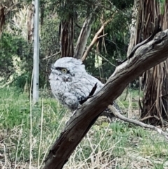 Podargus strigoides (Tawny Frogmouth) at Lake Ginninderra - 6 Dec 2022 by Lollipolli