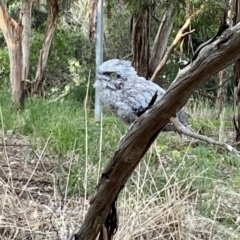 Podargus strigoides at Belconnen, ACT - 6 Dec 2022 07:39 PM