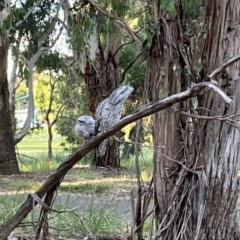 Podargus strigoides at Belconnen, ACT - 6 Dec 2022 07:39 PM