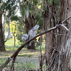 Podargus strigoides at Belconnen, ACT - 6 Dec 2022 07:39 PM