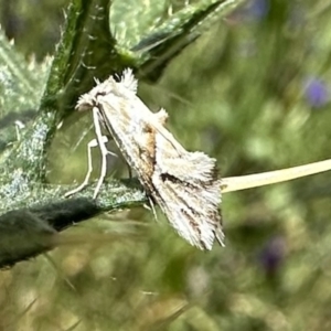 Heliocosma argyroleuca at Ainslie, ACT - 6 Dec 2022 02:38 PM