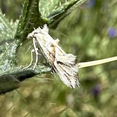 Heliocosma argyroleuca (A tortrix or leafroller moth) at Mount Ainslie - 6 Dec 2022 by Pirom