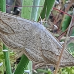 Taxeotis endela (Looper or geometer moth) at Gundaroo, NSW - 6 Dec 2022 by Gunyijan