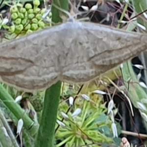 Taxeotis endela at Gundaroo, NSW - suppressed