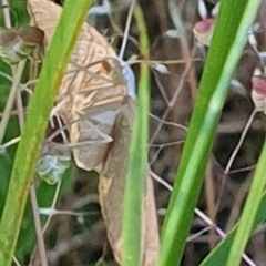 Taxeotis endela at Gundaroo, NSW - suppressed