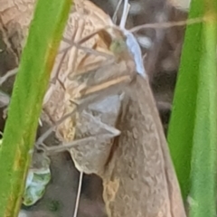 Taxeotis endela at Gundaroo, NSW - suppressed