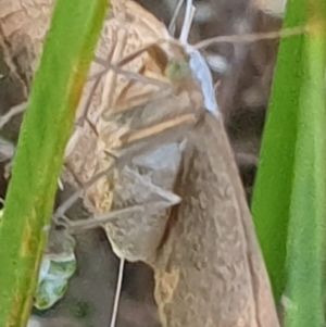 Taxeotis endela at Gundaroo, NSW - suppressed