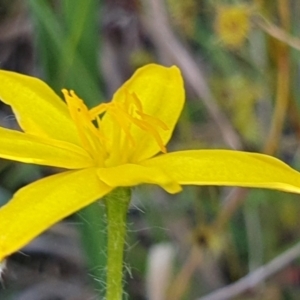 Hypoxis hygrometrica at Gundaroo, NSW - 6 Dec 2022