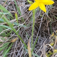 Hypoxis hygrometrica at Gundaroo, NSW - 6 Dec 2022 06:54 PM