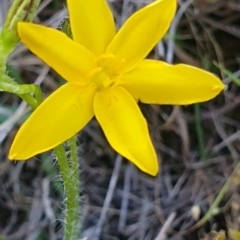 Hypoxis hygrometrica at Gundaroo, NSW - 6 Dec 2022 06:54 PM