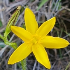 Hypoxis hygrometrica at Gundaroo, NSW - 6 Dec 2022 06:54 PM