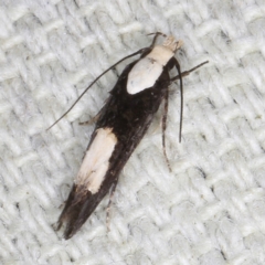 Trachydora sp. nr pygaea (A Gelechioid moth) at O'Connor, ACT - 5 Dec 2022 by ibaird