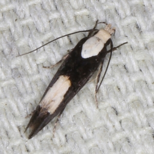 Trachydora (genus) nr pygaea at O'Connor, ACT - 5 Dec 2022