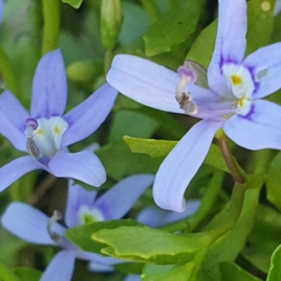 Isotoma fluviatilis subsp. australis (Swamp Isotome) at Gundaroo, NSW - 6 Dec 2022 by Gunyijan