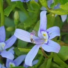 Isotoma fluviatilis subsp. australis at Gundaroo, NSW - 6 Dec 2022