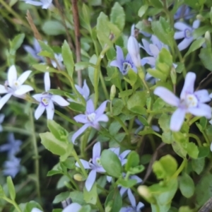 Isotoma fluviatilis subsp. australis at Gundaroo, NSW - 6 Dec 2022