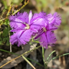 Thysanotus sp. at Lions Youth Haven - Westwood Farm A.C.T. - 5 Dec 2022 by HelenCross