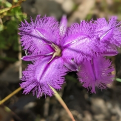 Thysanotus sp. at Paddys River, ACT - 6 Dec 2022