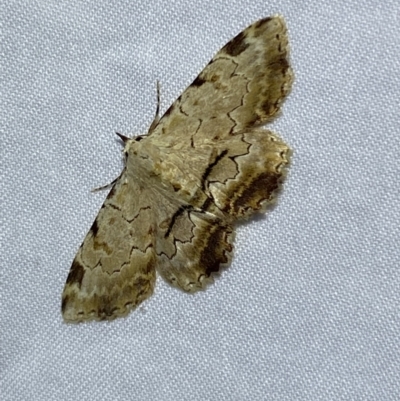 Sandava xylistis (Rusty Snout) at Jerrabomberra, NSW - 6 Dec 2022 by SteveBorkowskis