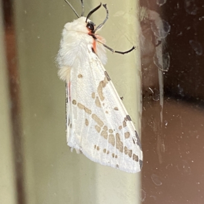 Ardices canescens (Dark-spotted Tiger Moth) at Jerrabomberra, NSW - 6 Dec 2022 by Steve_Bok