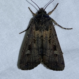 Agrotis infusa at Jerrabomberra, NSW - 6 Dec 2022