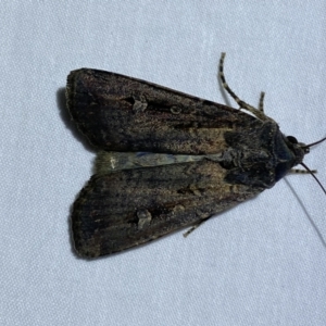 Agrotis infusa at Jerrabomberra, NSW - 6 Dec 2022