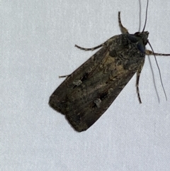 Agrotis infusa at Jerrabomberra, NSW - 6 Dec 2022